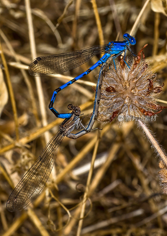 生动的舞者蜻蜓，阿gia Vivid, Audubon Mayacamas山保护区，索诺玛县，加州，亮蓝色，串联，串联飞行。伴侣,